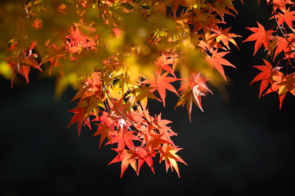 鎌北湖(10)
