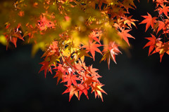 鎌北湖(10)