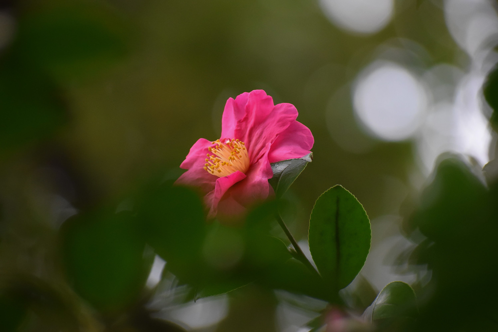 DSC_0017