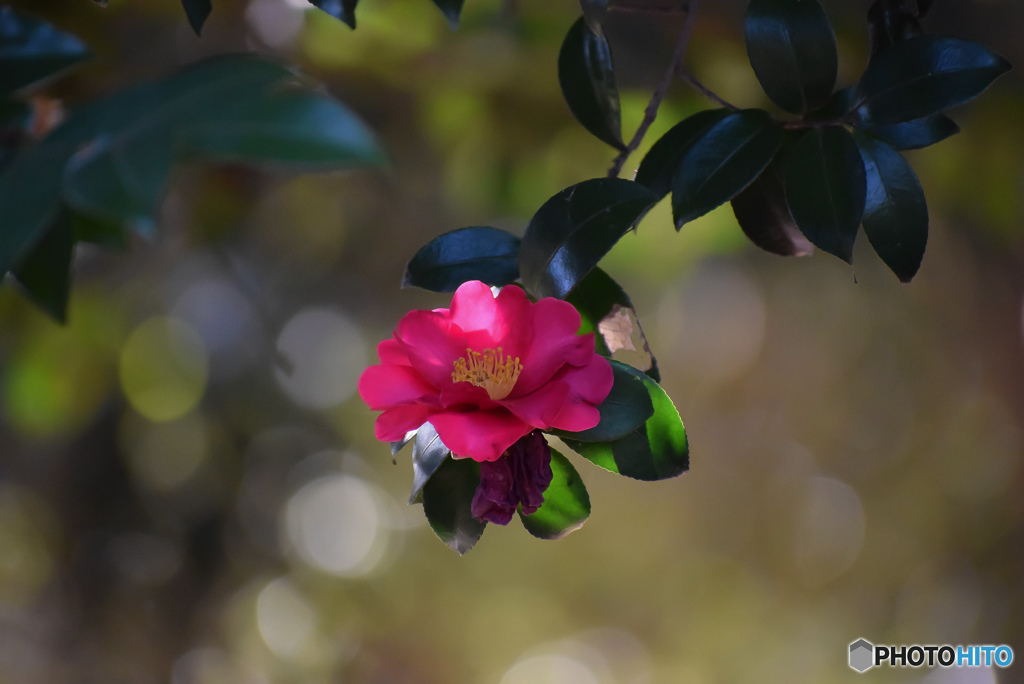 終り頃の山茶花