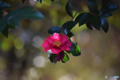 終り頃の山茶花