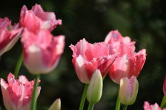 s-DSC_0424