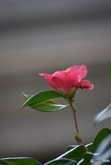 DSC_0043_01