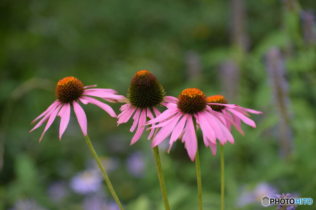 DSC_0039_6711
