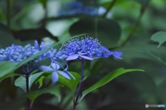 s-DSC_0081_3320