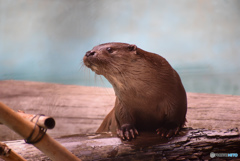 カワウソ