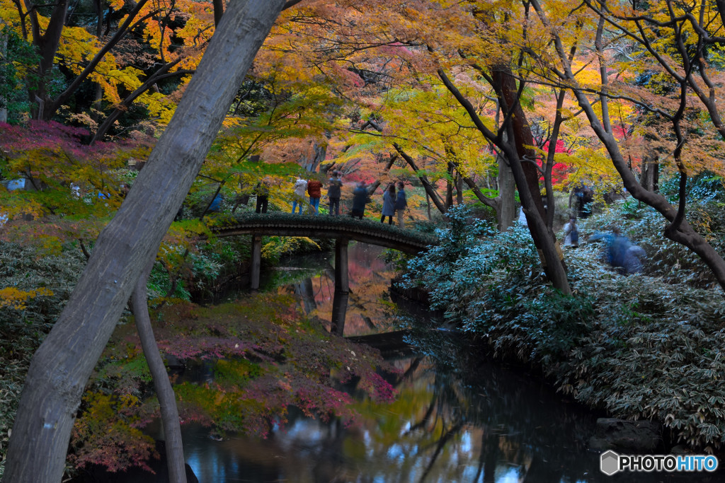 紅葉 (6)