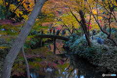 紅葉 (6)