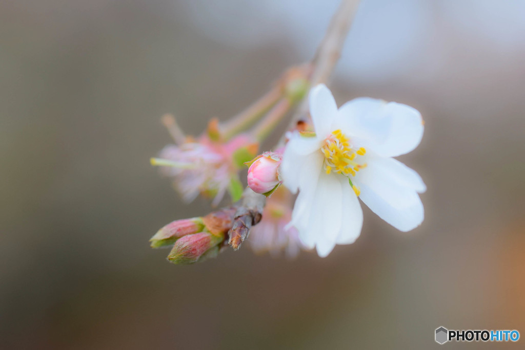 DSC_0059_810
