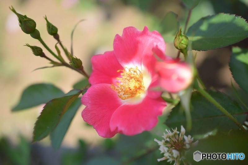 s-DSC_0132_2305