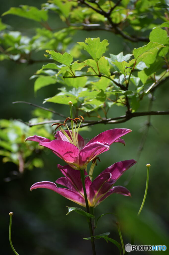 DSC_0036_6708