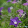 s-DSC_0099_4520