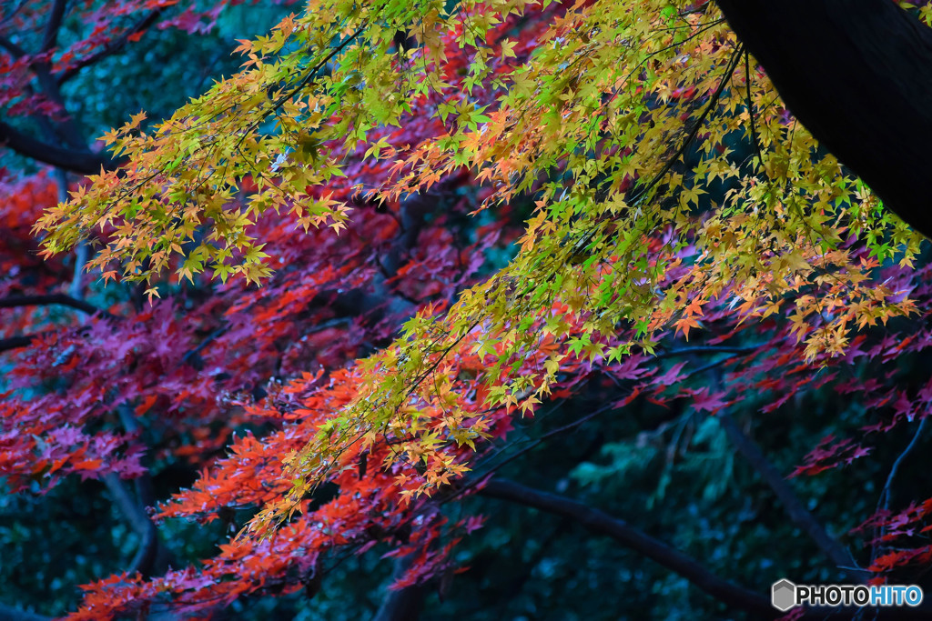 紅葉 (8)