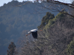 アオサギ (2)