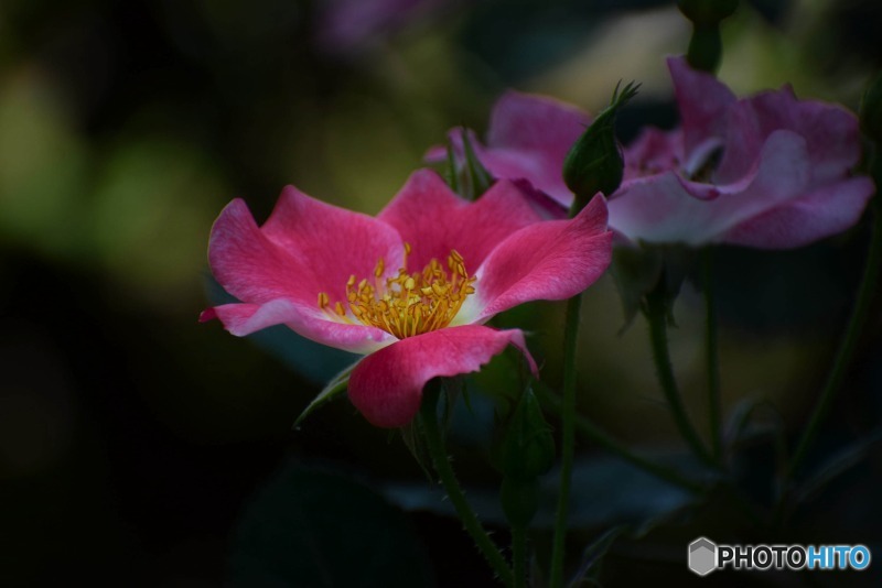 s-DSC_0055_2274