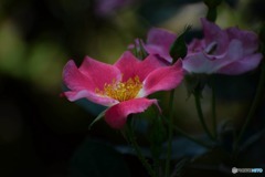 s-DSC_0055_2274