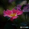s-DSC_0055_2274