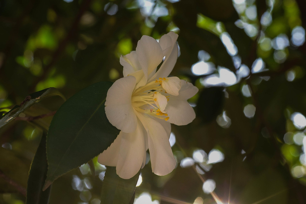 DSC_0007