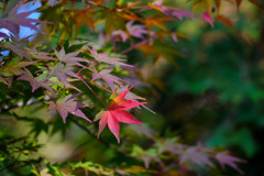 鎌北湖(8)