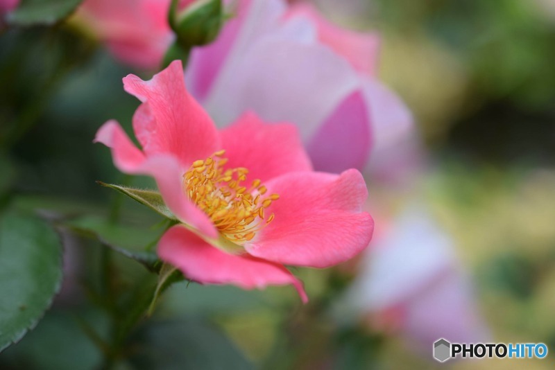 s-DSC_0081_2287