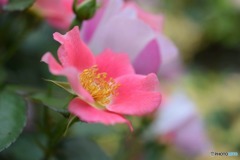 s-DSC_0081_2287