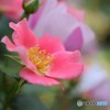 s-DSC_0081_2287