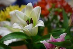s-DSC_0005_12527