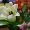 s-DSC_0005_12527