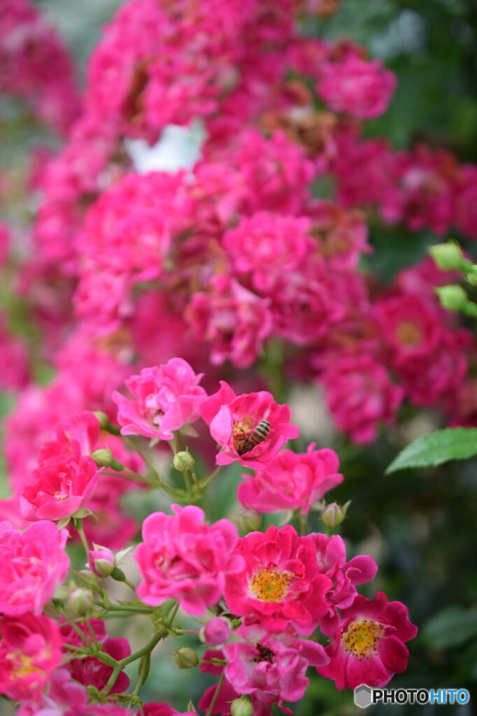 DSC_0023_6701