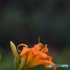 s-DSC_0102_4522