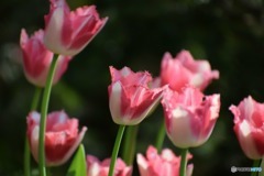 s-DSC_0430
