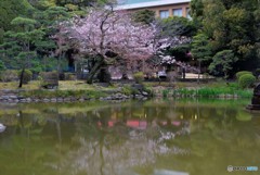 鶴の噴水がある池の桜
