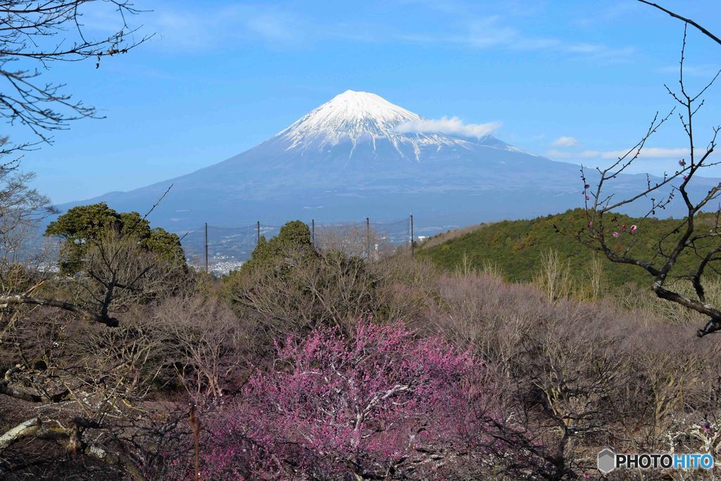 紅梅と富士