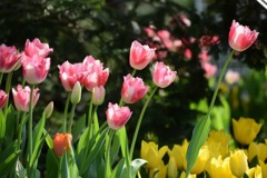 s-DSC_0429