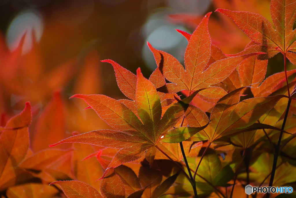 春紅葉 (5)