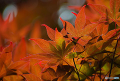 春紅葉 (5)
