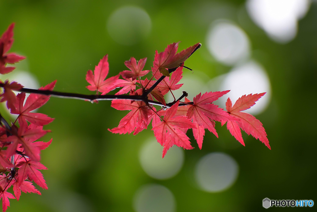 春紅葉 (6)