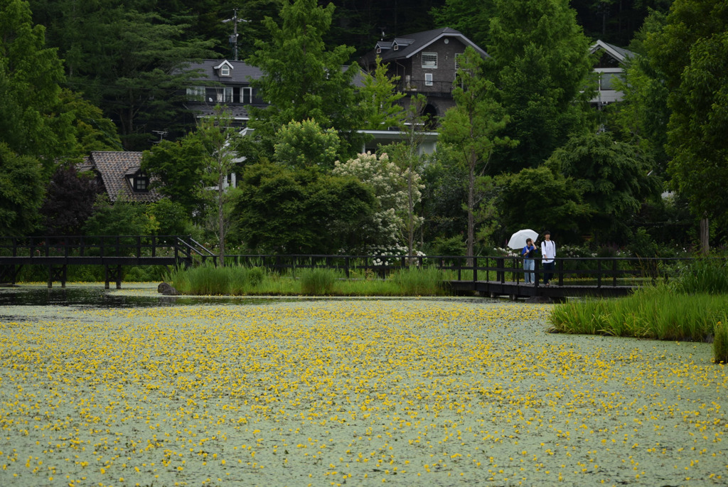 アサザ