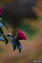 DSC_0096