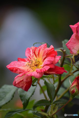 DSC_0439_2718