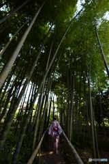 竹林 (3)