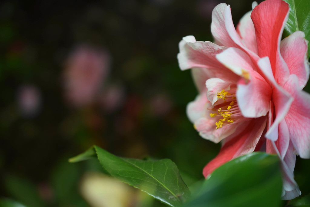 DSC_0216