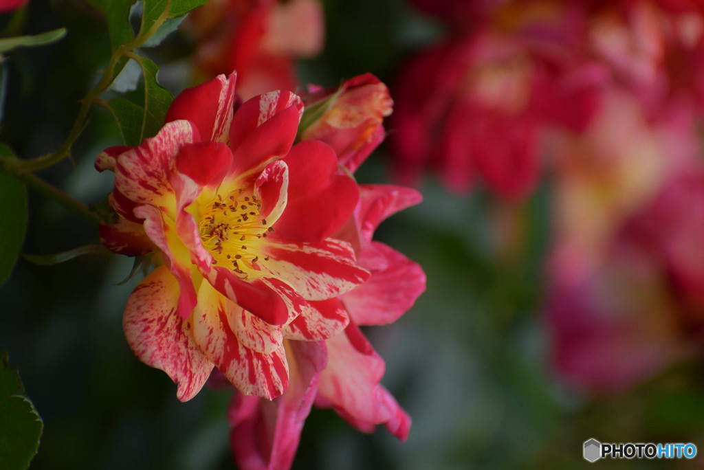 DSC_0424_2714