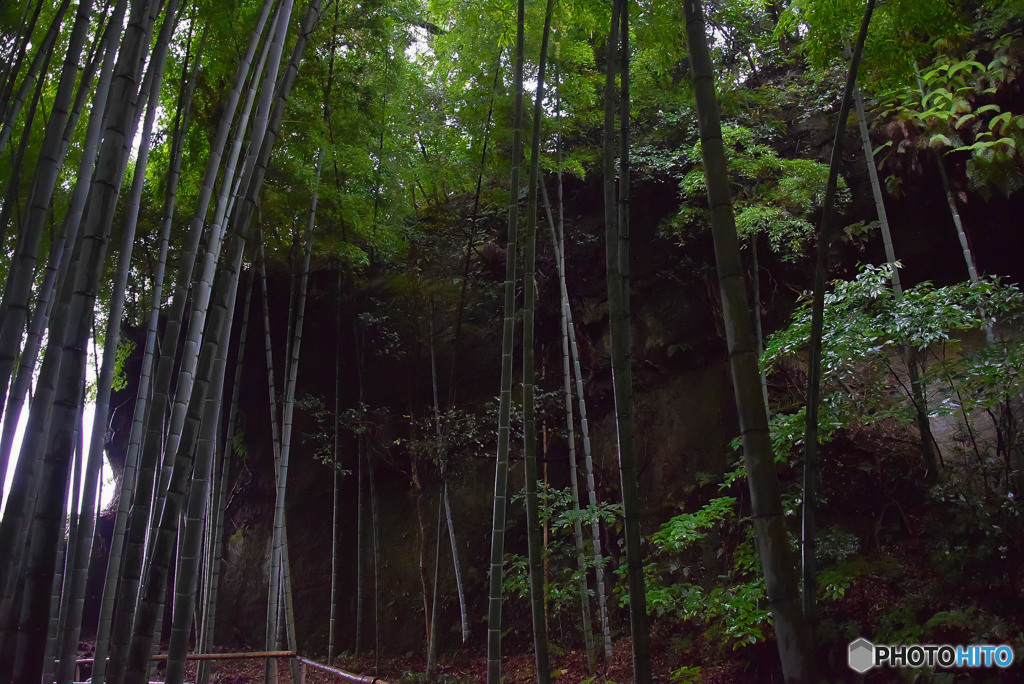 雨の竹林