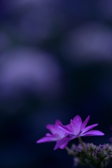紫陽花３