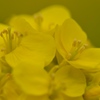 黄色の春