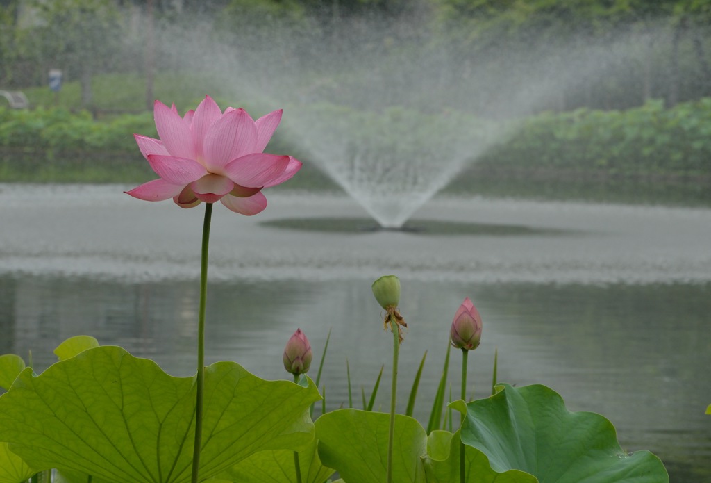朝の公園