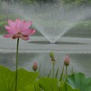 朝の公園