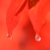 雨上がる