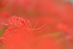 行く夏
